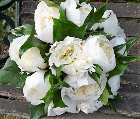 Hand tied bridal bouquet of lightly scented white peonies.