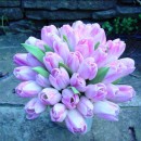 Bi coloured tulips