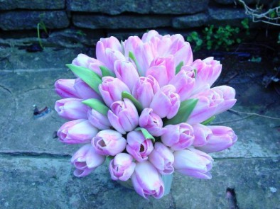 Bi coloured tulips