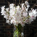 Large vase of white cymbidium orchids and contorted willow