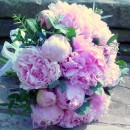 Lightly fragrant bridal bouquet of large blowsy 'Sarah Bernhardt' peonies