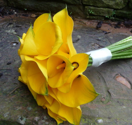 Hand tied wedding bouquet of bright yellow calla lilies.